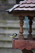 Kleine Blaumeise am Vogelhaus