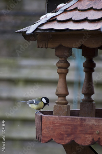 Photo: Kleine Blaumeise am Vogelhaus Kleine Blaumeise am Vogelhaus