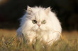 Perserkatze