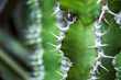 closeup of a cactus with spikes