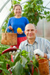 Man and woman in vegetable plant