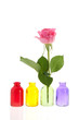 Photo: Colorful bottles with pink rose Colorful bottles with pink rose