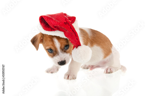 Photo: Christmas puppy Christmas puppy