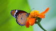 Butterfly on flower
