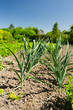 Vegetable garden