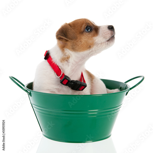 Photo: Six weeks old Jack Russel in green bucket Six weeks old Jack Russel in green bucket