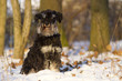 Zwergschnauzer
