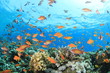 Coral Reef Underwater