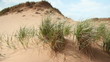 Dune grass. Prince Edward Island.
