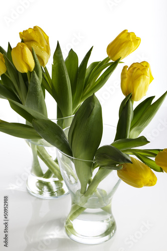 Photo: Gelbe Tulpen mit Wassertropfen Gelbe Tulpen mit Wassertropfen
