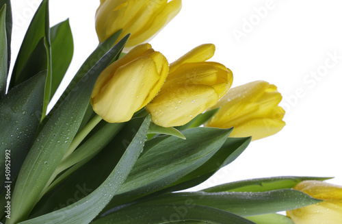 Photo: Gelbe Tulpen mit Wassertropfen Gelbe Tulpen mit Wassertropfen