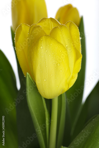 Photo: Gelbe Tulpen mit Wassertropfen Gelbe Tulpen mit Wassertropfen