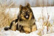 Eurasier