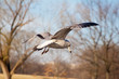 Herring Gull