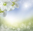 spring background