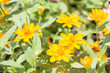 Exotic marigold tropical Flowers