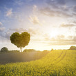 Eiche Herzform Liebe zur Landwirtschaft