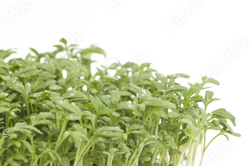 Photo: Fresh garden cress with dew drops Fresh garden cress with dew drops