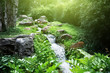 river in jungle