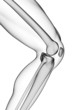 3d rendered illustration - knee anatomy