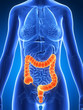 3d rendered illustration of a female´s colon