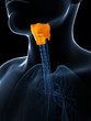 3d rendered illustration of thelarnyx anatomy