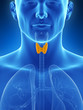 3d rendered illustration of the thyroid gland