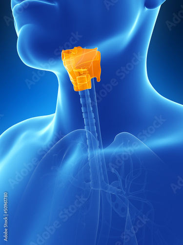 Illustration: 3d rendered illustration of thelarnyx anatomy 3d rendered illustration of thelarnyx anatomy