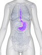 3d rendered illustration of the female stomach