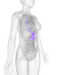 3d rendered illustration of the female stomach
