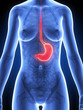 3d rendered illustration of the female stomach
