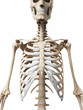 3d rendered illustration of the skeleton