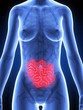 3d rendered illustration of the female anatomy - intestine