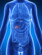 3d rendered illustration of the female anatomy - gallbladder