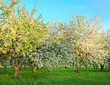 Blooming apple trees over shiny blue sky in spring park