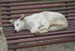 street dog sleeping on a public bench