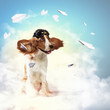 Dog-aviator wearing a helmet pilot. Collage