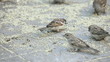 Sparrows eating grain on the street tiles.