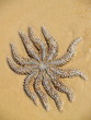 Starfish