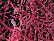 Zwerg Seepferdchen (Hippocampus bargibanti)