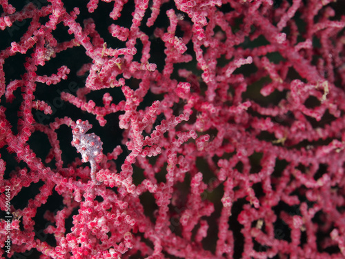 Photo: Zwerg Seepferdchen (Hippocampus bargibanti) Zwerg Seepferdchen (Hippocampus bargibanti)