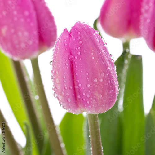 Photo: Spring card with tulips Spring card with tulips