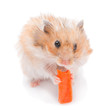 Photo: Hamster eating carrot Hamster eating carrot