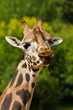 Rothschild giraffe (Giraffa camelopardalis rothschildi)