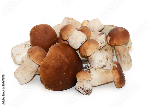 Photo: Boletus edulis isolated on white background Boletus edulis isolated on white background