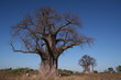 Baobab