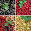 Johannisbeeren - Ribes
