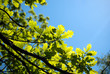 Green oak leaves