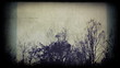 Silhouettes of birch trees, looks scary. Timelapse.