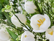 Tulpen